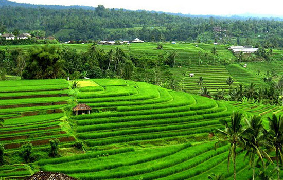 Desa-Jatiluwih
