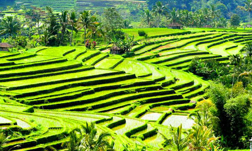 Paket-Wisata-Bali-Jatiluwih-Tabanan