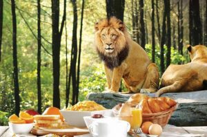 Paket-Sarapan-Pagi-Dengan-Singa-Di-Bali-Safari-Dan-Marine-Park