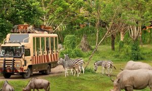 Paket Bali Safari dan Marine Park Jungle Hoper - sewa mobil bali