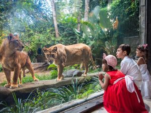 Bali Safari - Paket Wisata Bali