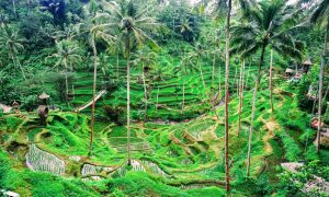Terasing Tegalalang - Paket Wisata Bali - sewa mobil bali