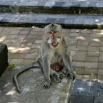 Alas-Kedaton-Monkey-Forest-Bali-Paket-Wisata