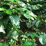 Bali Cokelat Factory - Paket Wisata Bali