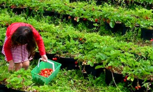 Kebun Strawberry Bedugul - Paket Wisata Bali