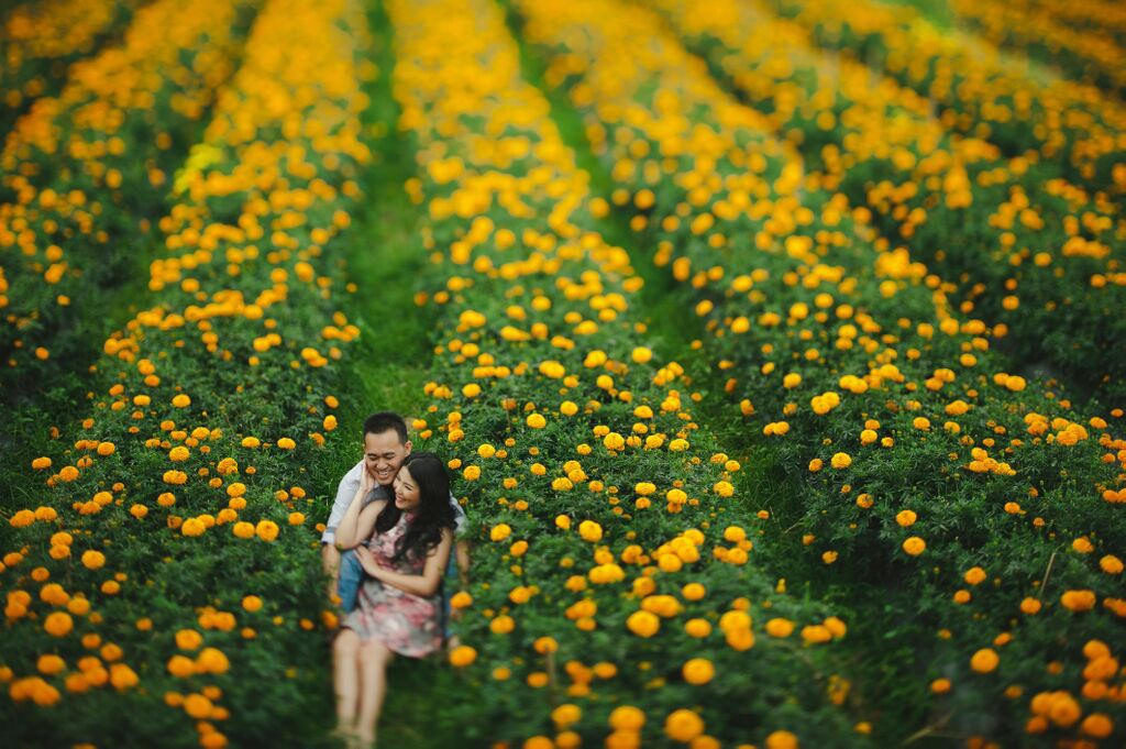 Ladang Bunga Marigold