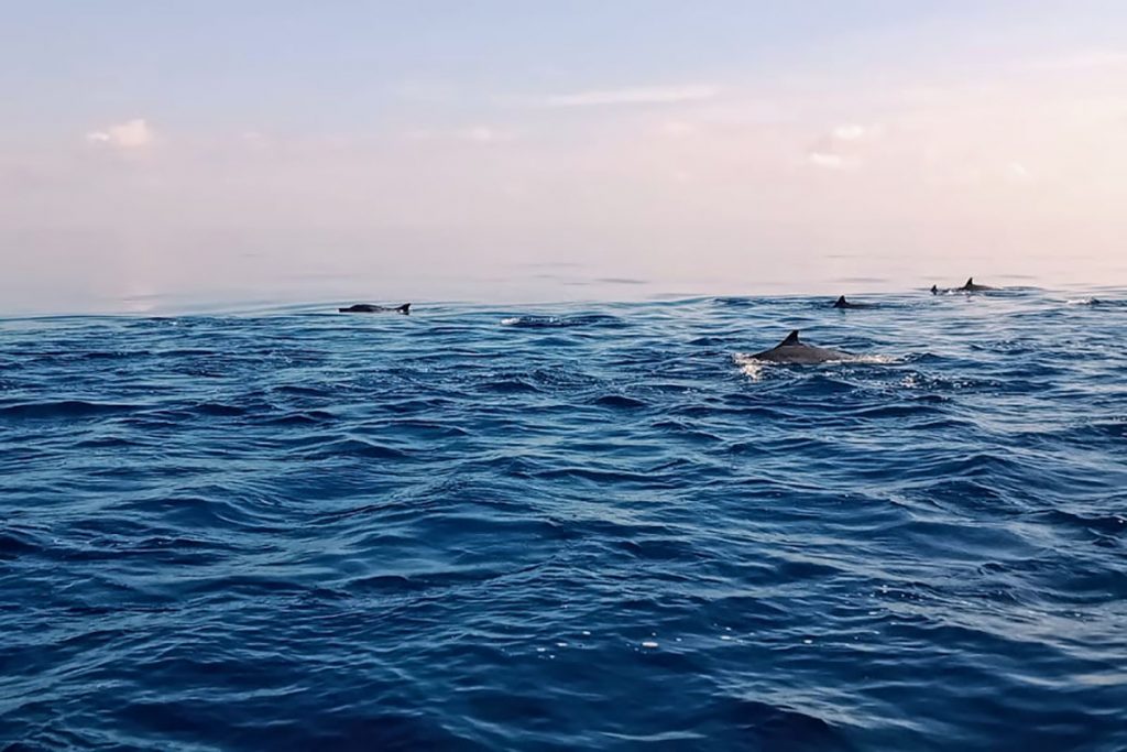Pantai Lovina - Paket Wisata Bali