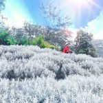 Padang Bunga Kasna - Paket Wisata Bali