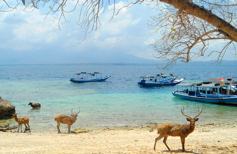 Pulau Menjangan - Paket Wisata Bali