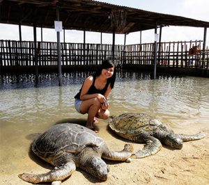 Glass Bottom Boat dan Pulau Penyu - Paket Wisata Bali