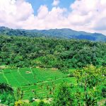 Pupuan Rice Terrace - Paket Tour Bali