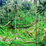 Paket Wisata Bali - Tegalalang Teras Bali