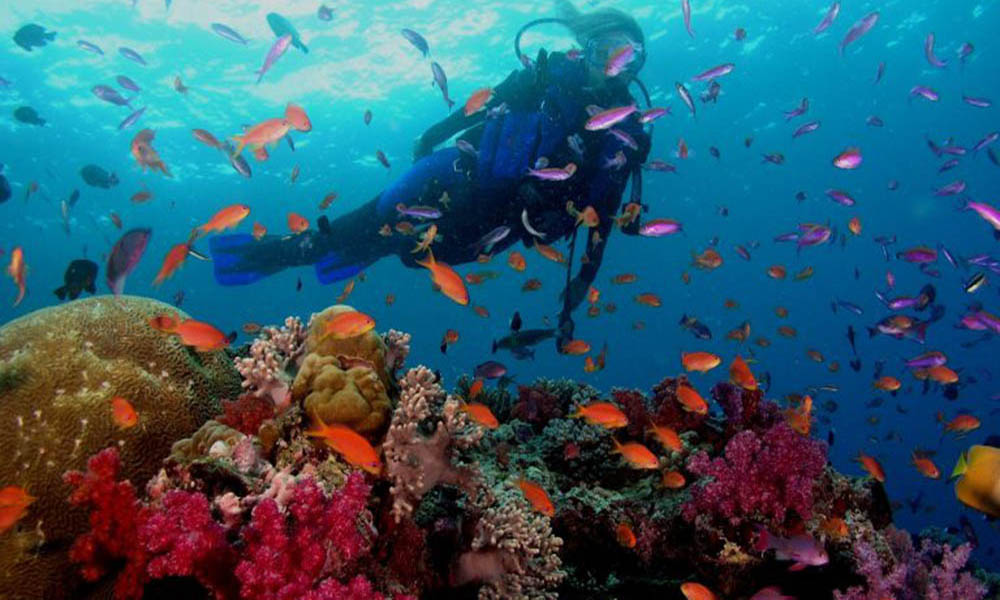 Dive di Nusa Dua - Paket Wisata Bali - sewa mobil bali
