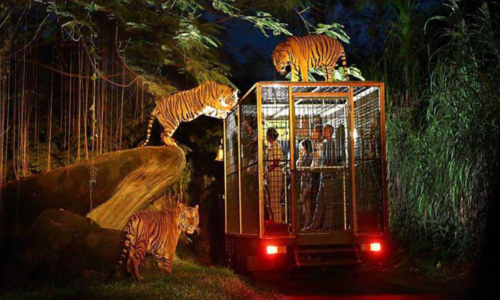 Paket Night Safari - sewa mobil bali